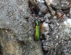 Chrysanthia geniculata