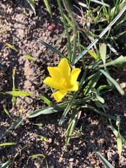 Moraea fugacissima
