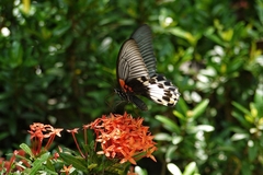 Papilio memnon heronus