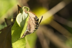 Parancistrocerus fulvipes