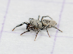 Salticus dzhungaricus