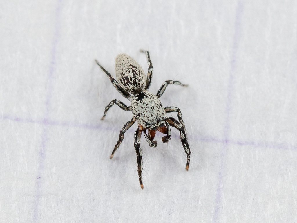 Salticus dzhungaricus