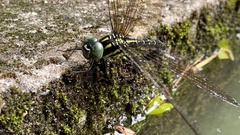 Polycanthagyna melanictera