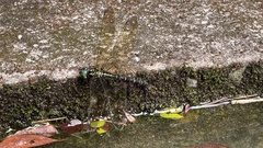 Polycanthagyna melanictera