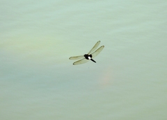 Pseudothemis zonata