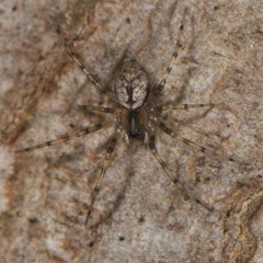 Drapetisca alteranda