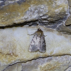 Amphipyra effusa