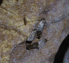 Amphipyra effusa