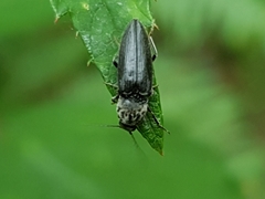 Cardiophorinae
