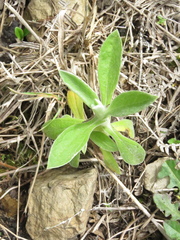 Pseudognaphalium elegans