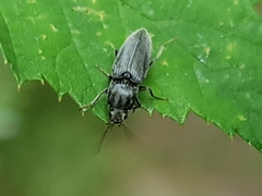 Cardiophorinae
