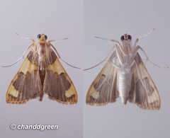 Rehimena phrynealis