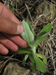 Pseudognaphalium elegans