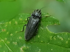 Cardiophorinae
