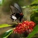 Papilio agenor heronus - Photo (c) Tong-Li Li, algunos derechos reservados (CC BY-NC-ND), subido por Tong-Li Li