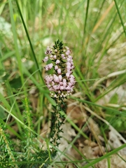 Erica vagans