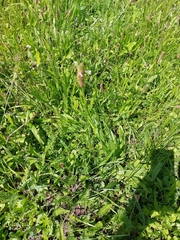 Plantago lanceolata