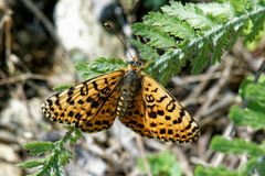 Melitaea didyma