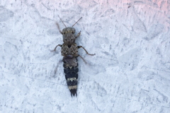 Ontholestes murinus