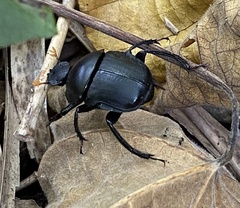 Paragymnopleurus
