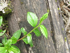 Baccharis prunifolia