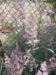 Calamagrostis epigejos