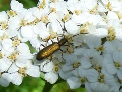 Chrysanthia geniculata