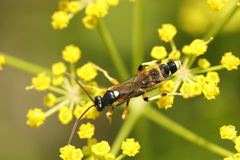 Ichneumon sarcitorius