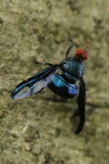 Loxoneura