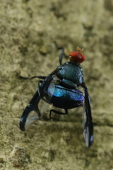 Loxoneura