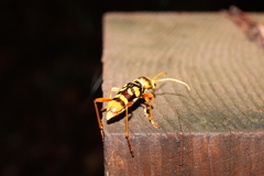 Chlorophorus quinquefasciatus