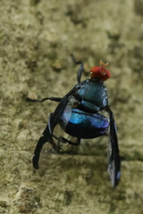 Loxoneura