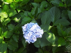 Hydrangea