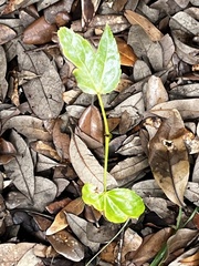 Fatsia japonica