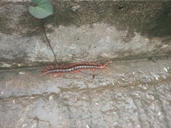 Scolopendra sumichrasti