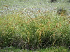 Cladium mariscus mariscus