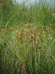 Cladium mariscus mariscus