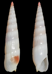 Hastula celidonota