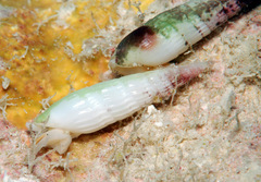 Hastula celidonota