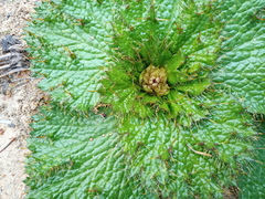 Arctopus monacanthus