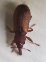 Magdalis armicollis