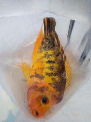 Amphilophus labiatus