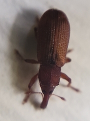 Magdalis armicollis
