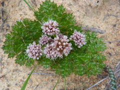 Arctopus monacanthus