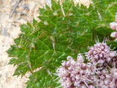 Arctopus monacanthus