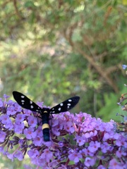 Amata ragazzii