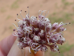 Arctopus monacanthus