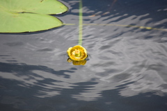 Nuphar lutea