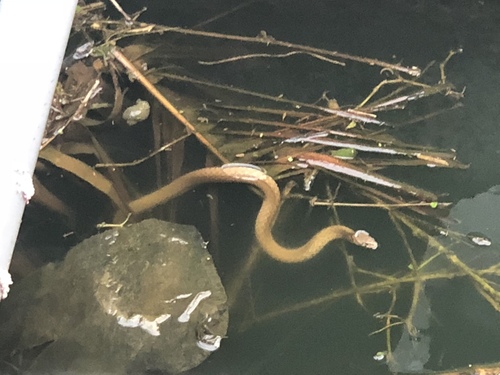Elaphe carinata