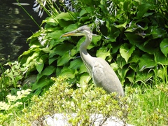 Ardea cinerea